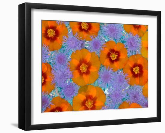 Floating Flowers in Glass Bowl, Blue Ageratum and Orange Blooms, Sammamish, Washington, USA-Darrell Gulin-Framed Photographic Print