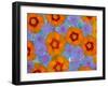 Floating Flowers in Glass Bowl, Blue Ageratum and Orange Blooms, Sammamish, Washington, USA-Darrell Gulin-Framed Photographic Print