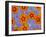 Floating Flowers in Glass Bowl, Blue Ageratum and Orange Blooms, Sammamish, Washington, USA-Darrell Gulin-Framed Photographic Print