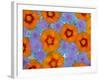 Floating Flowers in Glass Bowl, Blue Ageratum and Orange Blooms, Sammamish, Washington, USA-Darrell Gulin-Framed Photographic Print
