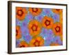 Floating Flowers in Glass Bowl, Blue Ageratum and Orange Blooms, Sammamish, Washington, USA-Darrell Gulin-Framed Photographic Print