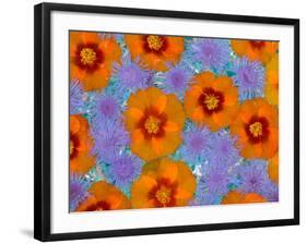 Floating Flowers in Glass Bowl, Blue Ageratum and Orange Blooms, Sammamish, Washington, USA-Darrell Gulin-Framed Photographic Print