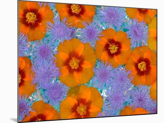 Floating Flowers in Glass Bowl, Blue Ageratum and Orange Blooms, Sammamish, Washington, USA-Darrell Gulin-Mounted Photographic Print