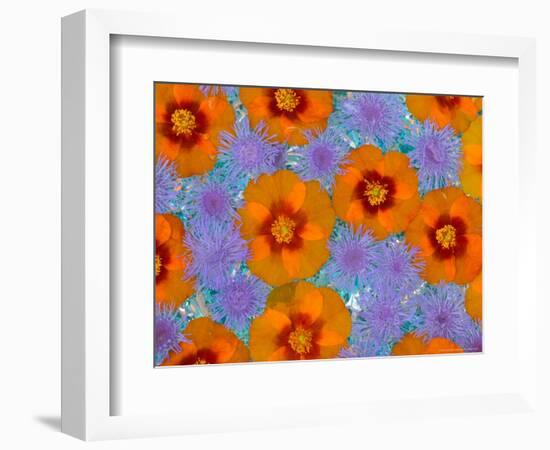 Floating Flowers in Glass Bowl, Blue Ageratum and Orange Blooms, Sammamish, Washington, USA-Darrell Gulin-Framed Photographic Print