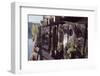 Floating-Home Owner Warren Owen Fonslor Waters the Plants on His Deck, Sausalito, CA, 1971-Michael Rougier-Framed Photographic Print