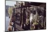 Floating-Home Owner Warren Owen Fonslor Waters the Plants on His Deck, Sausalito, CA, 1971-Michael Rougier-Mounted Photographic Print