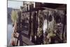 Floating-Home Owner Warren Owen Fonslor Waters the Plants on His Deck, Sausalito, CA, 1971-Michael Rougier-Mounted Photographic Print