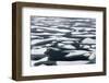 Floating ice in Chukchi Sea, Russian Far East-Keren Su-Framed Photographic Print