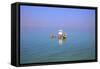 Floating in the Dead Sea (Lowest Place on Earth), Ein Bokek, Israel, Middle East (Mr)-Neil Farrin-Framed Stretched Canvas