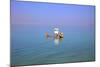 Floating in the Dead Sea (Lowest Place on Earth), Ein Bokek, Israel, Middle East (Mr)-Neil Farrin-Mounted Photographic Print