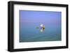 Floating in the Dead Sea (Lowest Place on Earth), Ein Bokek, Israel, Middle East (Mr)-Neil Farrin-Framed Photographic Print