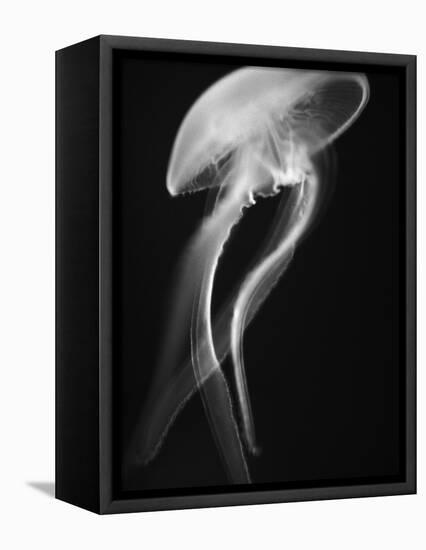 Floating Jellyfish-Henry Horenstein-Framed Stretched Canvas