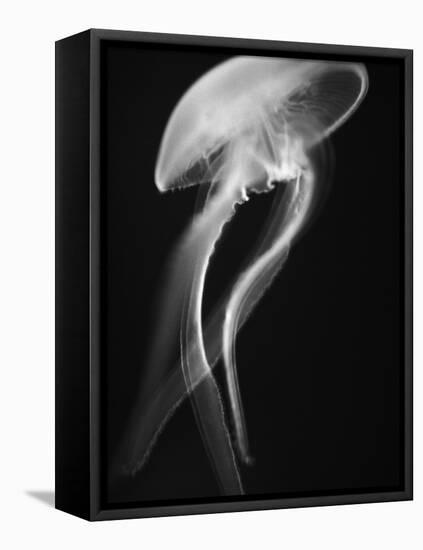 Floating Jellyfish-Henry Horenstein-Framed Stretched Canvas