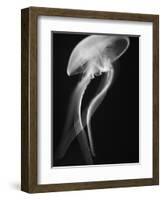 Floating Jellyfish-Henry Horenstein-Framed Photographic Print