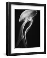 Floating Jellyfish-Henry Horenstein-Framed Photographic Print