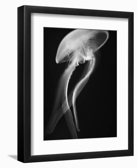 Floating Jellyfish-Henry Horenstein-Framed Photographic Print