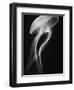 Floating Jellyfish-Henry Horenstein-Framed Photographic Print