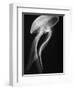 Floating Jellyfish-Henry Horenstein-Framed Photographic Print