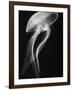 Floating Jellyfish-Henry Horenstein-Framed Photographic Print