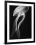 Floating Jellyfish-Henry Horenstein-Framed Photographic Print