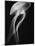 Floating Jellyfish-Henry Horenstein-Mounted Photographic Print