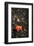 Floating Leaf-Steve Gadomski-Framed Photographic Print