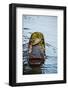 Floating Market, Damnoen Saduak, Ratchaburi Province, Thailand, Southeast Asia, Asia-null-Framed Photographic Print