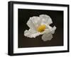 Floating Matilija I-Rita Crane-Framed Photographic Print