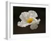 Floating Matilija I-Rita Crane-Framed Photographic Print