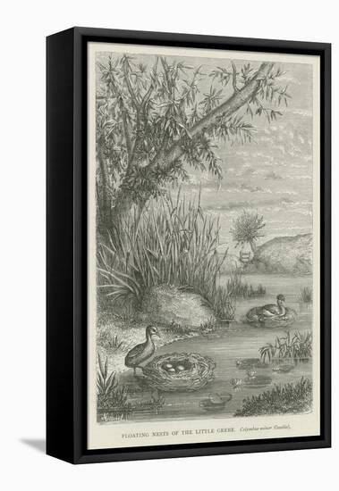 Floating Nests of the Little Grebe-null-Framed Stretched Canvas