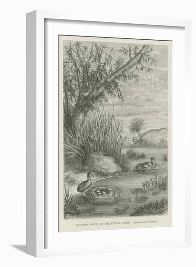 Floating Nests of the Little Grebe-null-Framed Giclee Print