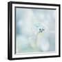 Floating on the Morning Light-Jacob Berghoef-Framed Photographic Print