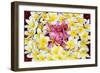 Floating Petals-Anna Coppel-Framed Premium Giclee Print