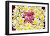 Floating Petals-Anna Coppel-Framed Premium Giclee Print