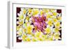 Floating Petals-Anna Coppel-Framed Premium Giclee Print