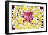 Floating Petals-Anna Coppel-Framed Art Print