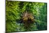 Floating Rock on Green Tree Reflection Garden Abstract Gold Lake Snoqualmie Pass, Washington State-William Perry-Mounted Photographic Print