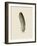 Floaty Feather-The Vintage Collection-Framed Giclee Print