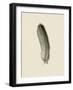 Floaty Feather-The Vintage Collection-Framed Giclee Print