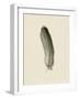 Floaty Feather-The Vintage Collection-Framed Giclee Print