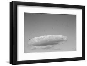 Flock in Flight-Aledanda-Framed Photographic Print