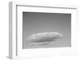 Flock in Flight-Aledanda-Framed Photographic Print