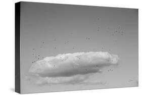 Flock in Flight-Aledanda-Stretched Canvas