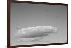 Flock in Flight-Aledanda-Framed Photographic Print