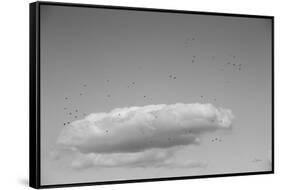 Flock in Flight-Aledanda-Framed Stretched Canvas