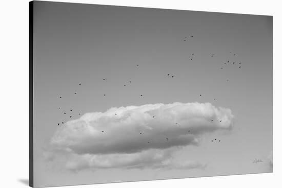 Flock in Flight-Aledanda-Stretched Canvas