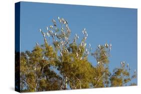 Flock of Bare-Eyed Cockatoos, Little Corellas (Cacatua Sanguinea) in Eucalyptus Trees at Purnululu-Anja Hennern-Stretched Canvas