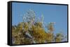 Flock of Bare-Eyed Cockatoos, Little Corellas (Cacatua Sanguinea) in Eucalyptus Trees at Purnululu-Anja Hennern-Framed Stretched Canvas