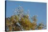 Flock of Bare-Eyed Cockatoos, Little Corellas (Cacatua Sanguinea) in Eucalyptus Trees at Purnululu-Anja Hennern-Stretched Canvas