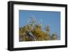 Flock of Bare-Eyed Cockatoos, Little Corellas (Cacatua Sanguinea) in Eucalyptus Trees at Purnululu-Anja Hennern-Framed Photographic Print